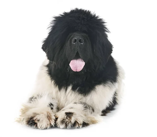 Newfoundland Hond Voor Witte Achtergrond — Stockfoto