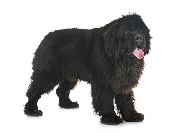 Newfoundland Cão Frente Fundo Branco — Fotografia de Stock