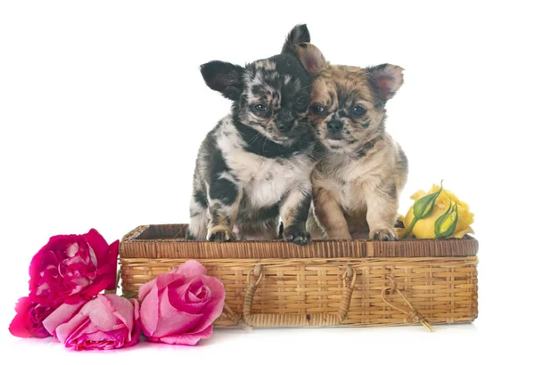 Valpar Chihuahua Framför Vit Bakgrund — Stockfoto