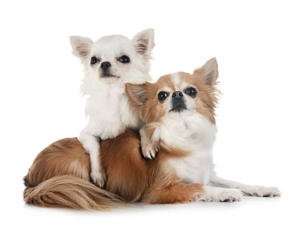 Dos Chihuahuas Delante Fondo Blanco — Foto de Stock