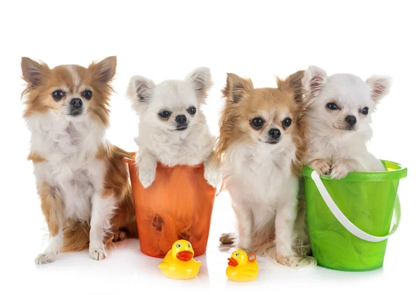 Chihuahuas Holidays Front White Background — Stock Photo, Image