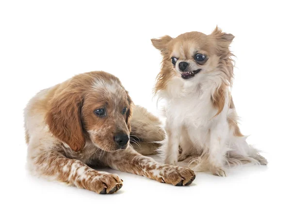 Köpek Yavrusu Brittany Spaniel Beyaz Arka Plan Önünde Chihuahua — Stok fotoğraf