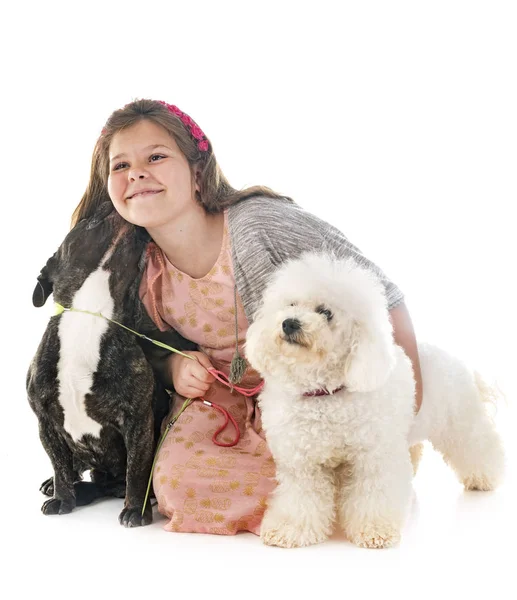 Jong Meisje Met Haar Kleine Honden Studio — Stockfoto