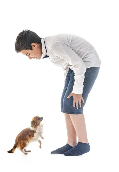 Niño Jugando Con Chihuahua Estudio — Foto de Stock