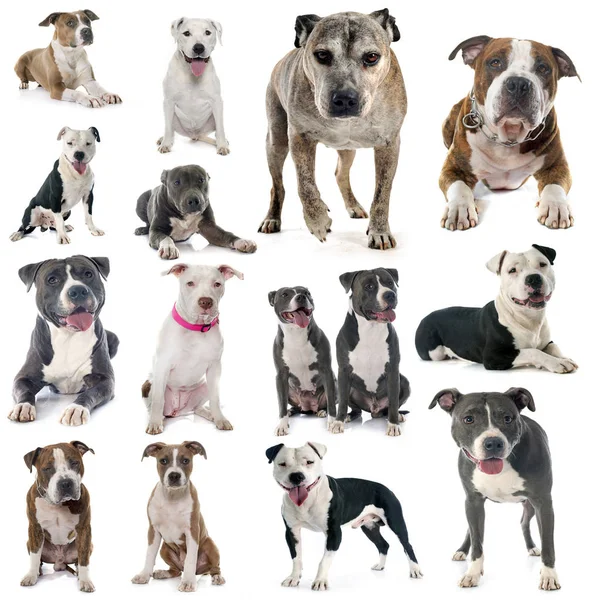 Grupo Staffordshire Terrier Americano Frente Fondo Blanco — Foto de Stock