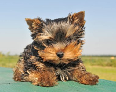 köpek yavrusu yorkshire terrier doğada masaya yatırdı