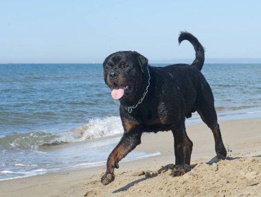 safkan rottweiler kum üzerine yaz aylarında yürüyüş