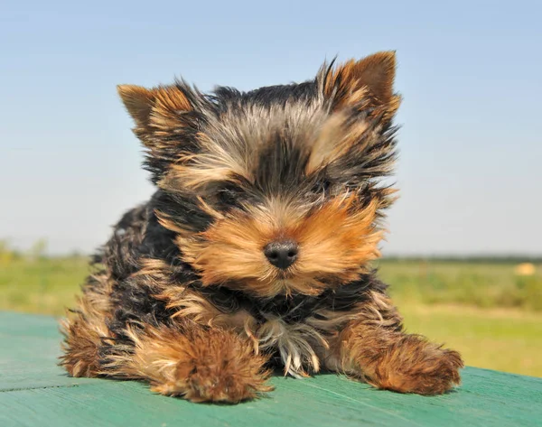 Köpek Yavrusu Yorkshire Terrier Doğada Masaya Yatırdı — Stok fotoğraf