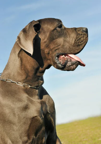 Głową Niebieskiego Dogiem Przyrodzie — Zdjęcie stockowe