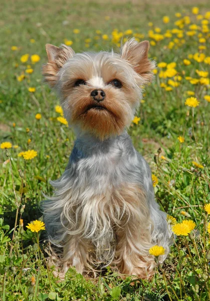 小狗约克郡猎犬坐在草地上 — 图库照片
