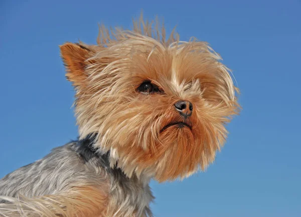 Head Yorkshire Terrier Front Blue Sky — Stock Photo, Image