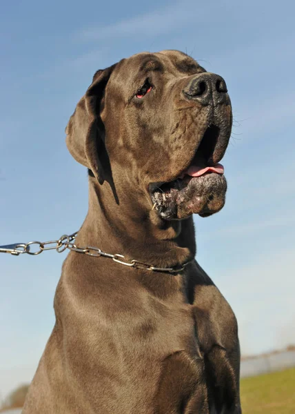 Kopf Einer Blauen Dogge Der Natur — Stockfoto