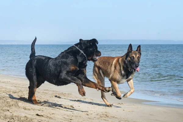 Dva Veselí Psi Hry Pláži — Stock fotografie