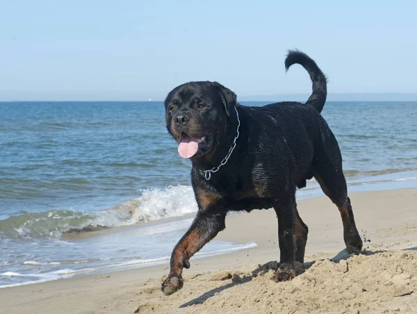 safkan rottweiler kum üzerine yaz aylarında yürüyüş