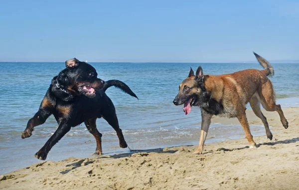 Due Cani Felici Che Giocano Sulla Spiaggia — Foto Stock