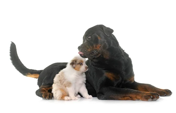 Cachorro Australiano Pastor Rottweiler Frente Fundo Branco — Fotografia de Stock