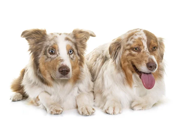 Zwei Australische Schäferhunde Vor Weißem Hintergrund — Stockfoto