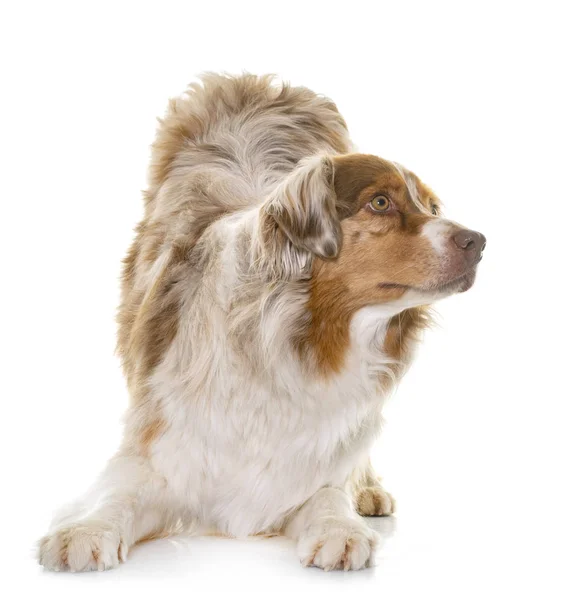 Female Australian Shepherd Front White Background — Stock Photo, Image