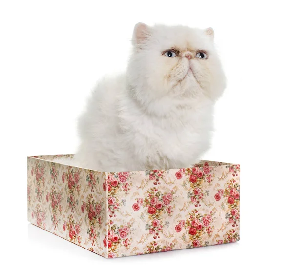 White Persian Cat Front White Background — Stock Photo, Image