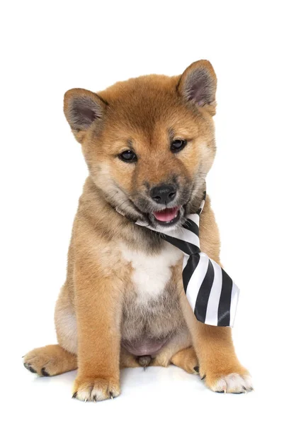 Cachorro Shiba Inu Delante Fondo Blanco —  Fotos de Stock