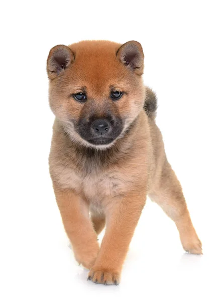 Cucciolo Shiba Inu Fronte Sfondo Bianco — Foto Stock