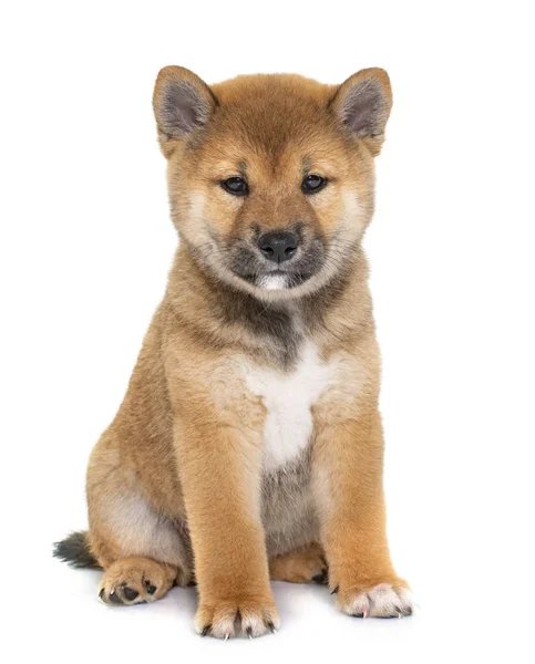 Puppy Shiba Inu Depan Latar Belakang Putih — Stok Foto