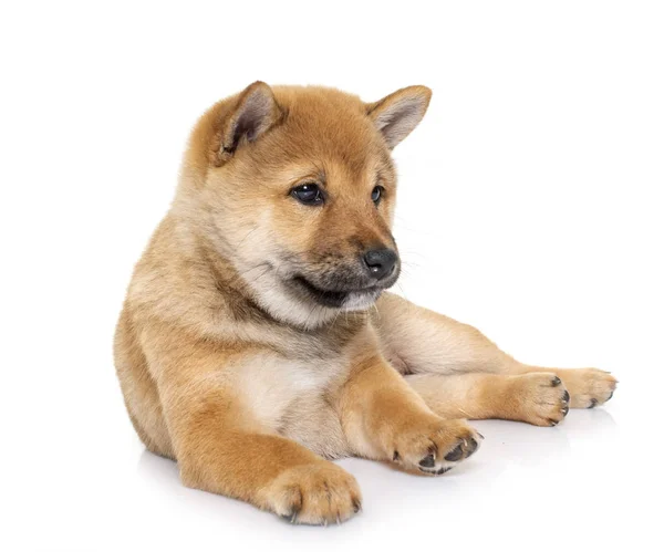 Cachorro Shiba Inu Delante Fondo Blanco —  Fotos de Stock