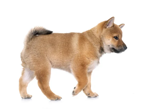 Beyaz Arka Planda Köpek Yavrusu Shiba Inu — Stok fotoğraf
