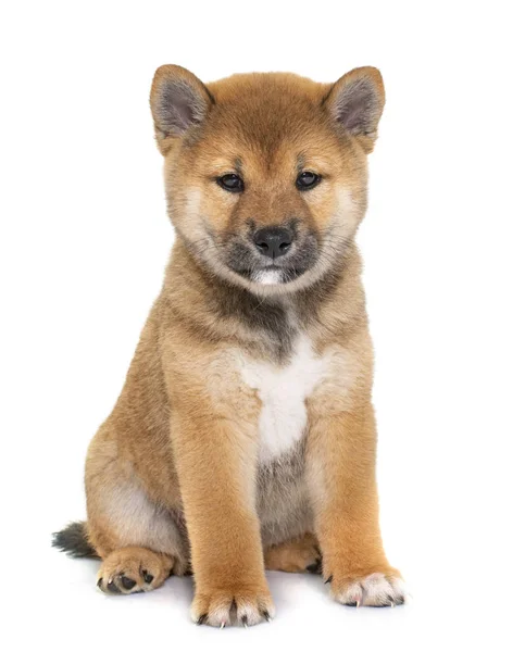 Cachorro Shiba Inu Delante Fondo Blanco Fotos de stock libres de derechos