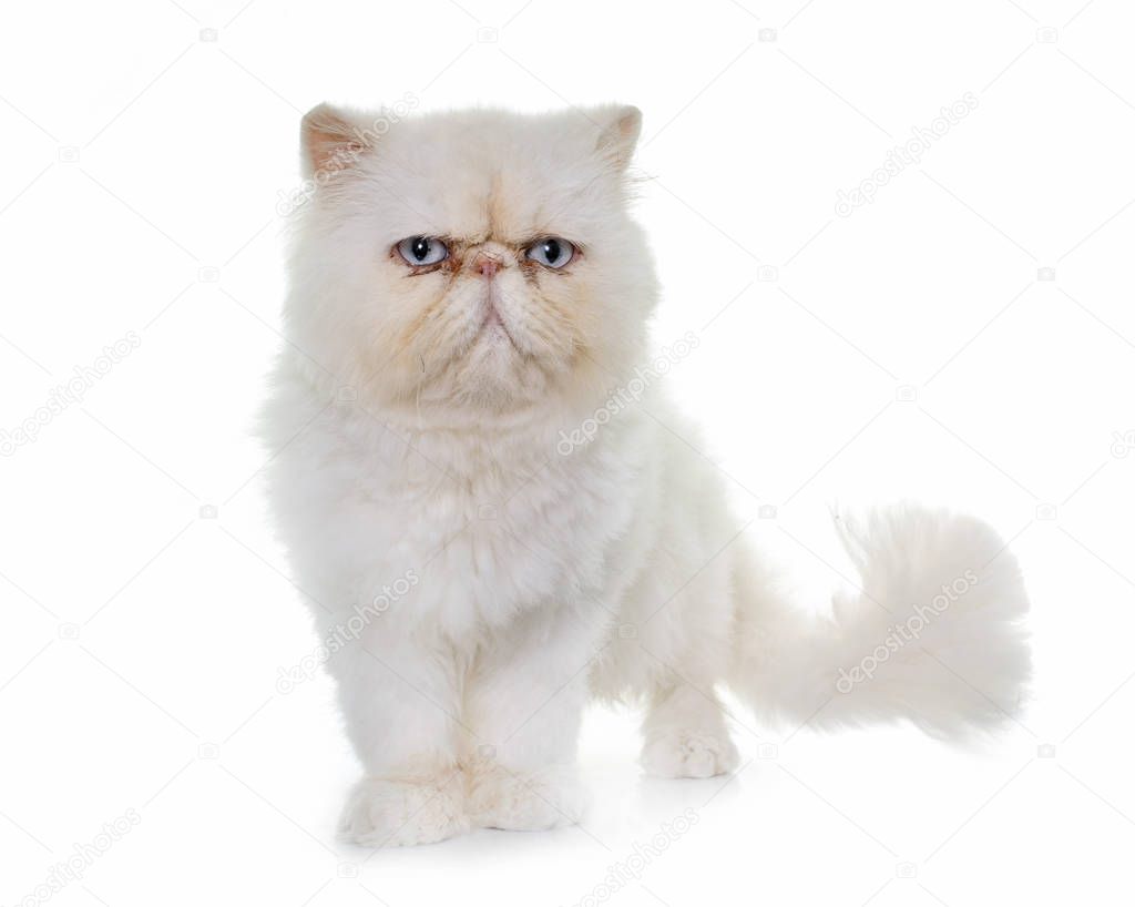 white persian cat in front of white background