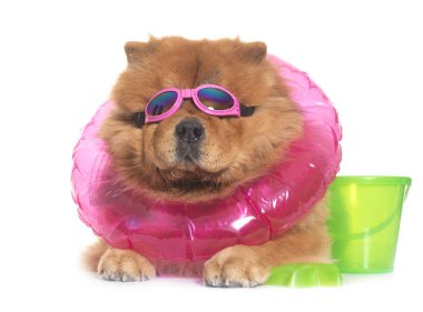 Chow chow köpek yaz beyaz arka plan önünde