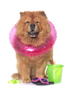 Chow chow köpek yaz beyaz arka plan önünde