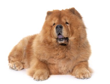 Beyaz arka plan önünde Chow chow köpek
