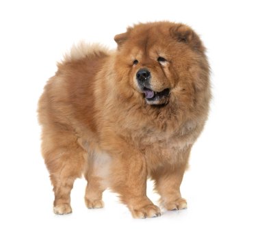 Beyaz arka plan önünde Chow chow köpek