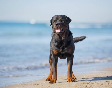 Yaz aylarında kumsalda oynarken rottweiler