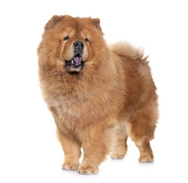 Beyaz arka plan önünde Chow chow köpek