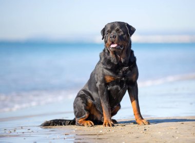 günde yaz sahilde oturan rottweiler