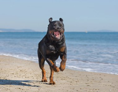 rottweiler oynuyor ve bir plajda çalışan