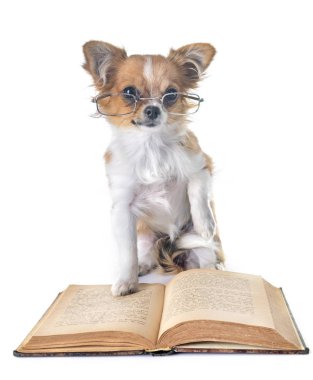 Beyaz arka planda köpek yavrusu chihuahua