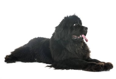 Beyaz arka plan önünde Newfoundland köpek