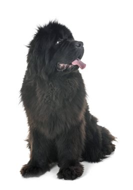 Beyaz arka plan önünde Newfoundland köpek