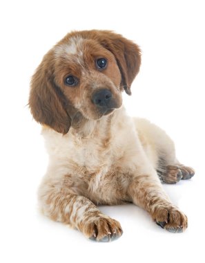 Beyaz arka planda köpek yavrusu Brittany Spaniel