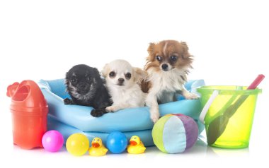 Beyaz arka planda köpek yavrusu chihuahua