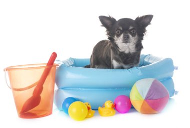 Beyaz arka planda köpek yavrusu chihuahua