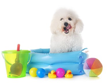 Beyaz arka plan önünde Malta köpeği