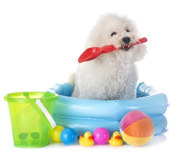 Beyaz arka plan önünde Malta köpeği