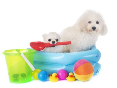 Malta köpek ve beyaz arka plan önünde chihuahua