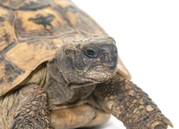 Hermanns Schildkröte Und Baby Schildkröten Studio — Stockfoto