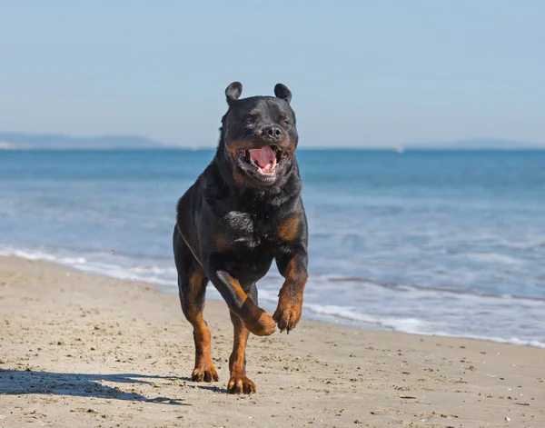 Rottweiler Jogando Correndo Uma Praia — Fotografia de Stock
