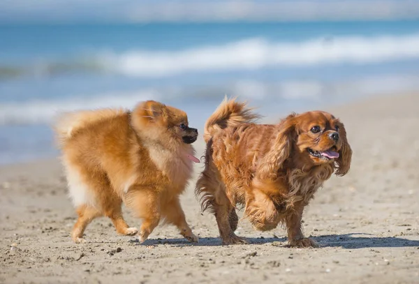 Dois Cachorrinhos Brincando Praia Setembro — Fotografia de Stock